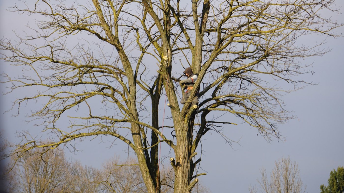 Safe tree removal service