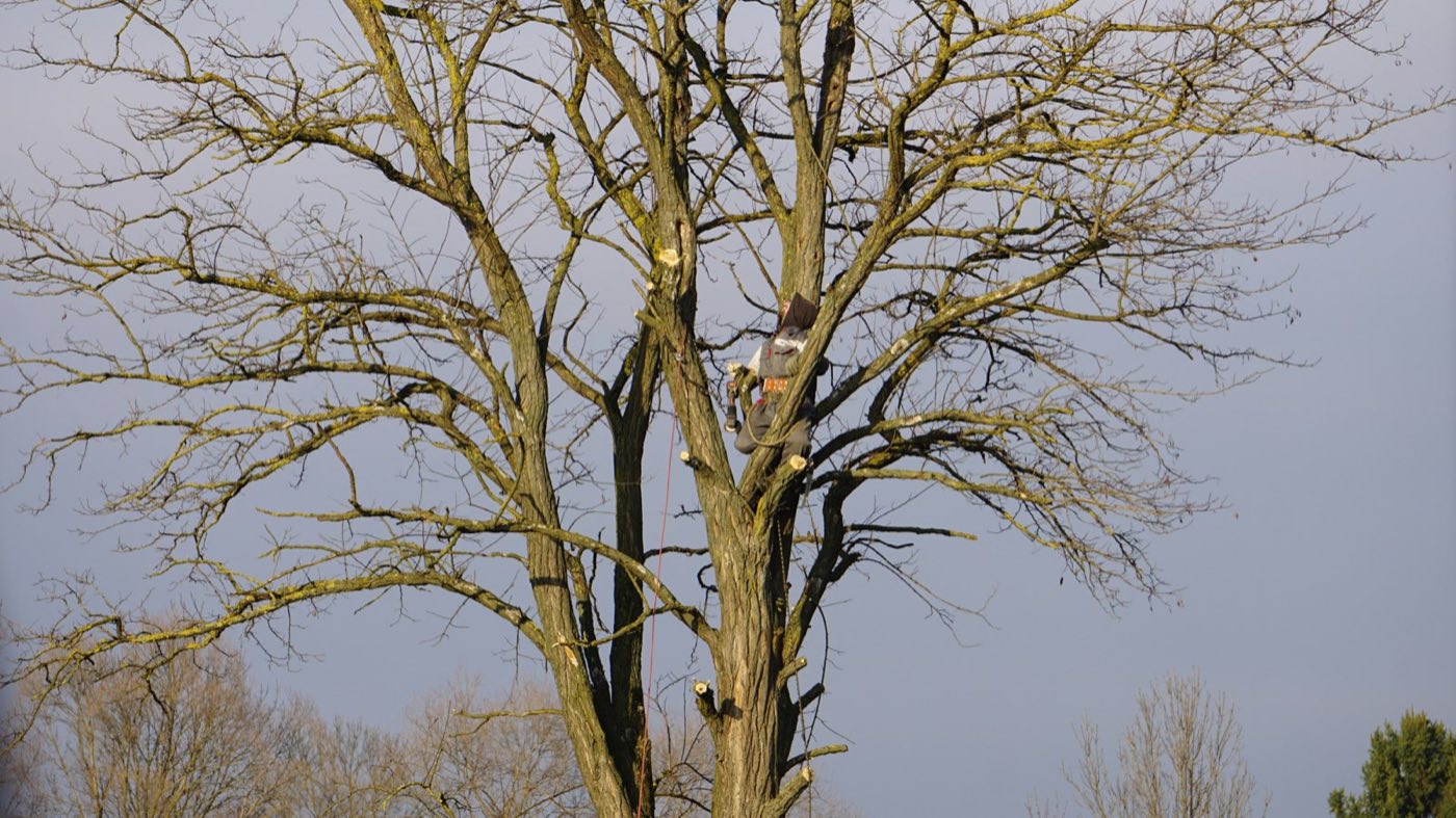 Professional tree trimming service